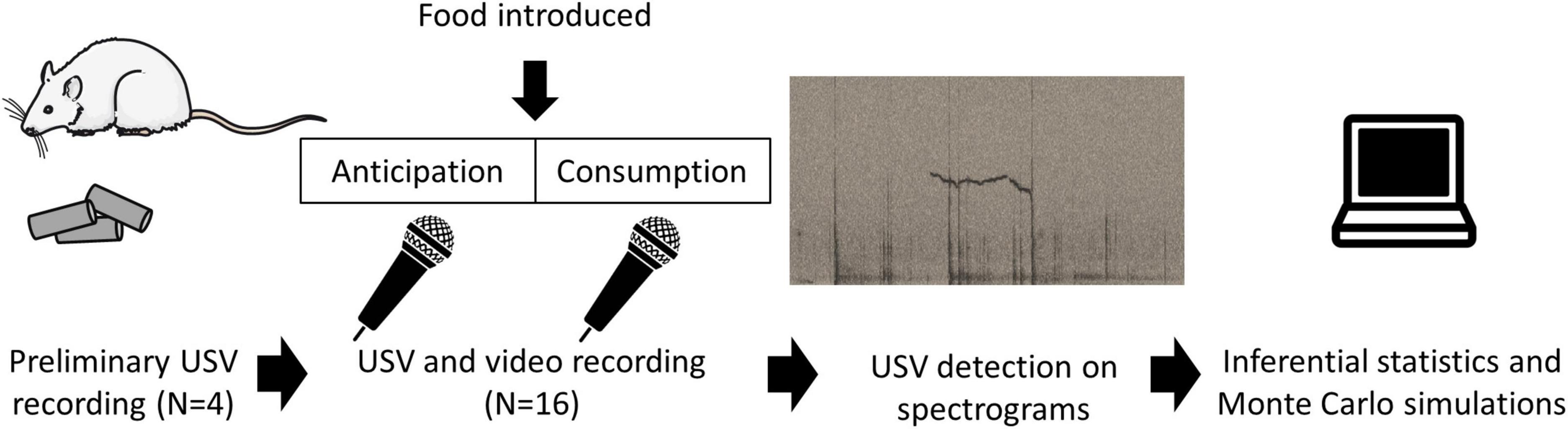 Rats chirp with their mouth full: During an experimental meal, adult male Wistar rats emitted flat ultrasonic vocalisations upon feeding